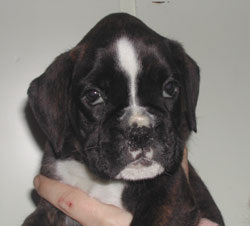 cuccioli_allevamento_cani_boxer_degli_scarronzoni_livorno_toscana_italia