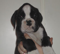 cuccioli_allevamento_cani_boxer_degli_scarronzoni_livorno_toscana_italia