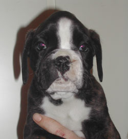 cuccioli_allevamento_cani_boxer_degli_scarronzoni_livorno_toscana_italia