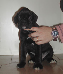 cuccioli_allevamento_cani_boxer_degli_scarronzoni_livorno_toscana_italia