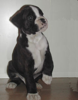 cuccioli_allevamento_cani_boxer_degli_scarronzoni_livorno_toscana_italia