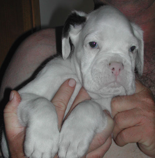 cuccioli_allevamento_cani_boxer_degli_scarronzoni_livorno_toscana_italia