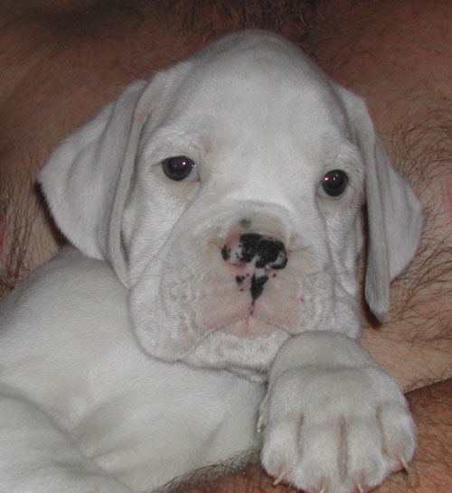 cuccioli_allevamento_cani_boxer_degli_scarronzoni_livorno_toscana_italia