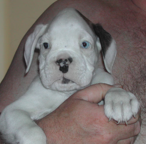 cuccioli_allevamento_cani_boxer_degli_scarronzoni_livorno_toscana_italia