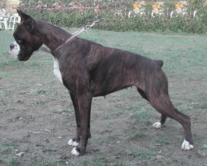 cuccioli_allevamento_cani_boxer_degli_scarronzoni_livorno_toscana_italia