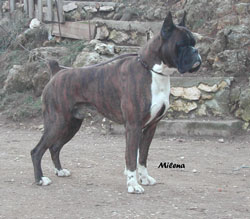 cuccioli_allevamento_cani_boxer_degli_scarronzoni_livorno_toscana_italia