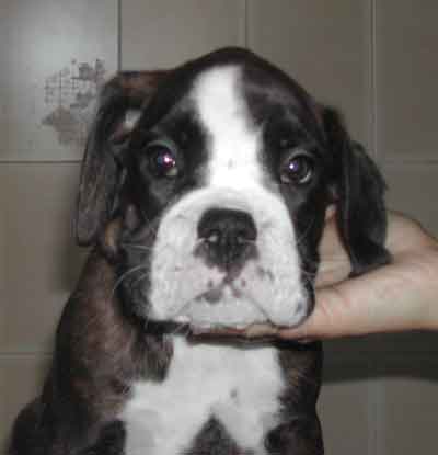 cuccioli_allevamento_cani_boxer_degli_scarronzoni_livorno_toscana_italia