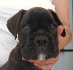 cuccioli_allevamento_cani_boxer_degli_scarronzoni_livorno_toscana_italia