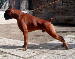 cuccioli_allevamento_cani_boxer_degli_scarronzoni_livorno_toscana_italia