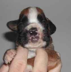 cuccioli_allevamento_cani_boxer_degli_scarronzoni_livorno_toscana_italia