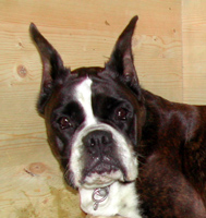 cuccioli_allevamento_cani_boxer_degli_scarronzoni_livorno_toscana_italia