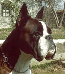 cuccioli_allevamento_cani_boxer_degli_scarronzoni_livorno_toscana_italia