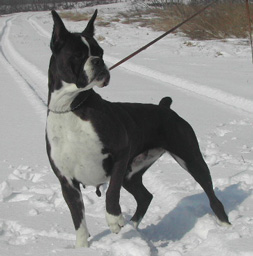 cuccioli_allevamento_cani_boxer_degli_scarronzoni_livorno_toscana_italia