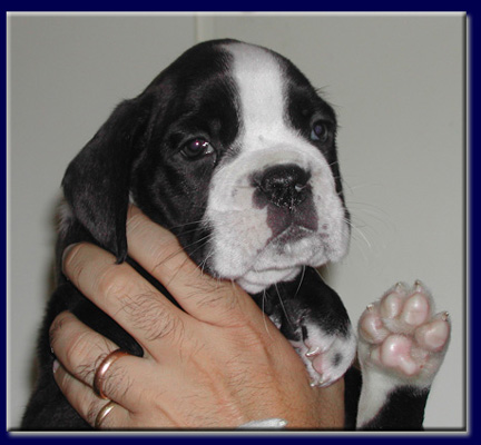 cuccioli_allevamento_cani_boxer_degli_scarronzoni_livorno_toscana_italia