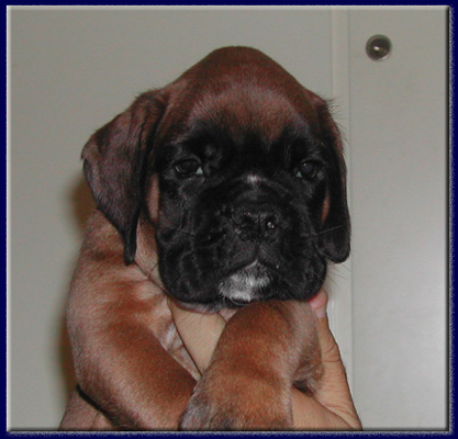 cuccioli_allevamento_cani_boxer_degli_scarronzoni_livorno_toscana_italia