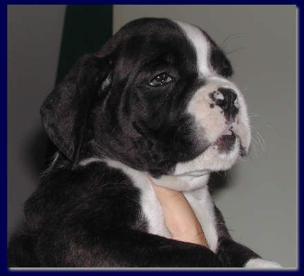 cuccioli_allevamento_cani_boxer_degli_scarronzoni_livorno_toscana_italia