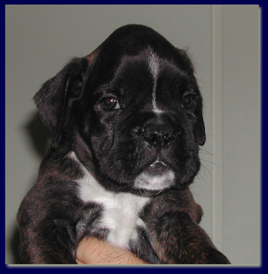 cuccioli_allevamento_cani_boxer_degli_scarronzoni_livorno_toscana_italia