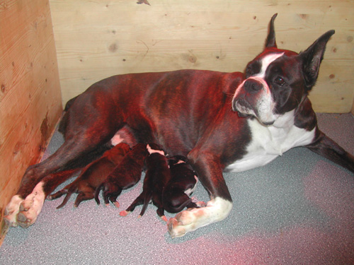 cuccioli_allevamento_cani_boxer_degli_scarronzoni_livorno_toscana_italia