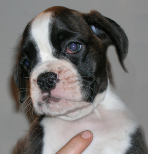 cuccioli_allevamento_cani_boxer_degli_scarronzoni_livorno_toscana_italia