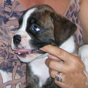 cuccioli_allevamento_cani_boxer_degli_scarronzoni_livorno_toscana_italia