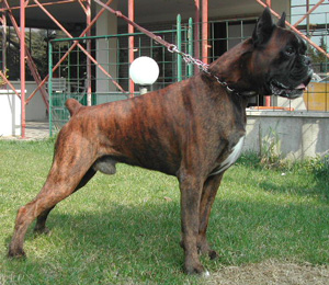cuccioli_allevamento_cani_boxer_degli_scarronzoni_livorno_toscana_italia