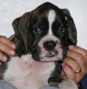cuccioli_allevamento_cani_boxer_degli_scarronzoni_livorno_toscana_italia
