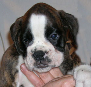 cuccioli_allevamento_cani_boxer_degli_scarronzoni_livorno_toscana_italia