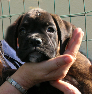 cuccioli_allevamento_cani_boxer_degli_scarronzoni_livorno_toscana_italia