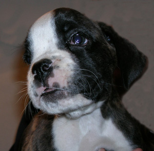 cuccioli_allevamento_cani_boxer_degli_scarronzoni_livorno_toscana_italia