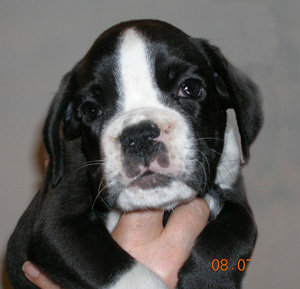 cuccioli_allevamento_cani_boxer_degli_scarronzoni_livorno_toscana_italia