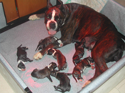 cuccioli_allevamento_cani_boxer_degli_scarronzoni_livorno_toscana_italia