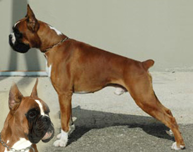 cuccioli_allevamento_cani_boxer_degli_scarronzoni_livorno_toscana_italia