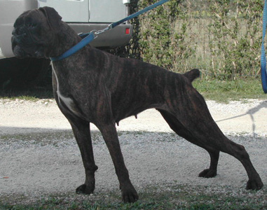 cuccioli_allevamento_cani_boxer_degli_scarronzoni_livorno_toscana_italia
