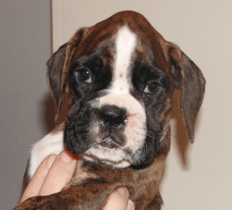 cuccioli_allevamento_cani_boxer_degli_scarronzoni_livorno_toscana_italia