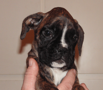cuccioli_allevamento_cani_boxer_degli_scarronzoni_livorno_toscana_italia