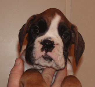 cuccioli_allevamento_cani_boxer_degli_scarronzoni_livorno_toscana_italia