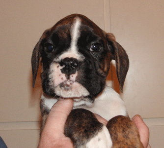 cuccioli_allevamento_cani_boxer_degli_scarronzoni_livorno_toscana_italia
