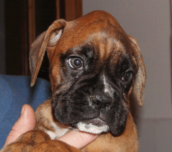 cuccioli_allevamento_cani_boxer_degli_scarronzoni_livorno_toscana_italia