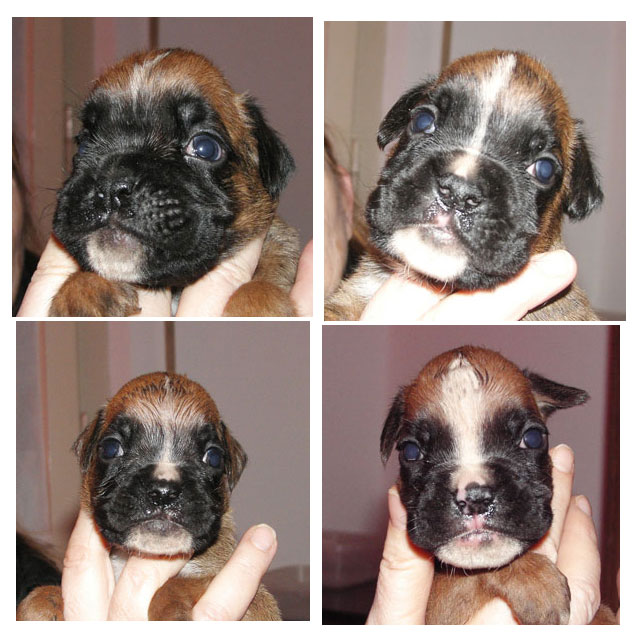 cuccioli_allevamento_cani_boxer_degli_scarronzoni_livorno_toscana_italia