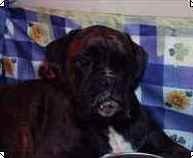 cuccioli_allevamento_cani_boxer_degli_scarronzoni_livorno_toscana_italia