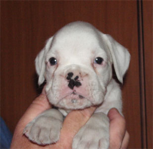 cuccioli_allevamento_cani_boxer_degli_scarronzoni_livorno_toscana_italia