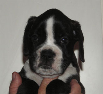 cuccioli_allevamento_cani_boxer_degli_scarronzoni_livorno_toscana_italia