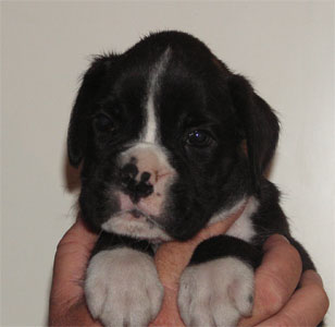cuccioli_allevamento_cani_boxer_degli_scarronzoni_livorno_toscana_italia