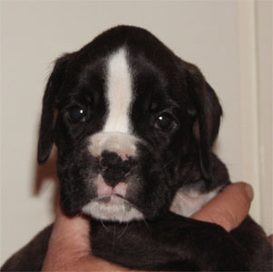 cuccioli_allevamento_cani_boxer_degli_scarronzoni_livorno_toscana_italia