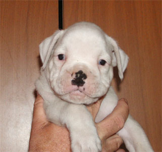 cuccioli_allevamento_cani_boxer_degli_scarronzoni_livorno_toscana_italia