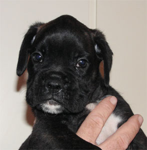 cuccioli_allevamento_cani_boxer_degli_scarronzoni_livorno_toscana_italia