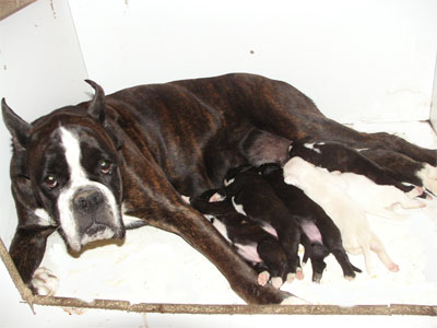 cuccioli_allevamento_cani_boxer_degli_scarronzoni_livorno_toscana_italia