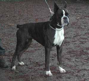 cuccioli_allevamento_cani_boxer_degli_scarronzoni_livorno_toscana_italia