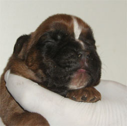 cuccioli_allevamento_cani_boxer_degli_scarronzoni_livorno_toscana_italia