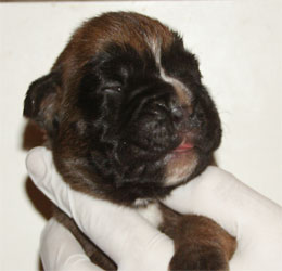 cuccioli_allevamento_cani_boxer_degli_scarronzoni_livorno_toscana_italia